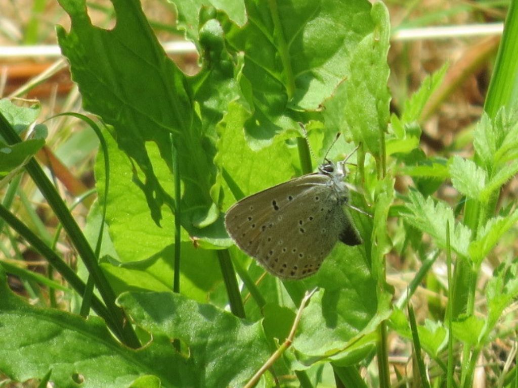 Lycaena eurydame